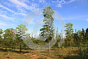 beautiful blue sky and green mahogany tree view environment