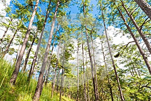 Beautiful blue sky and pine forest