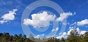 Beautiful blue sky with white cloud and green tree, forest or jungle with cop space on above for add text.