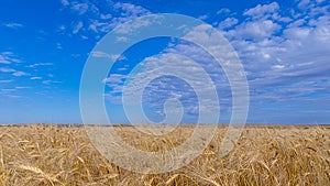 Beautiful blue sky with white clouds over wheat fields during harvest