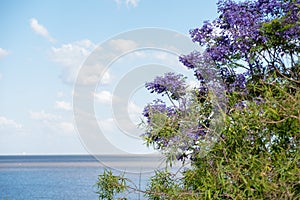 Beautiful blue sky with white clouds and Rio de La Plata horizon with vegetation in the foreground