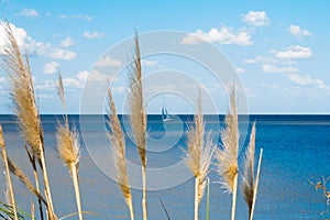 Beautiful blue sky with white clouds and Rio de La Plata horizon with vegetation in the foreground photo