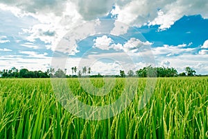 Beautiful rice fields growing up in countryside and white cloudy sky background ,landscape of Thailand,look fresh and green.