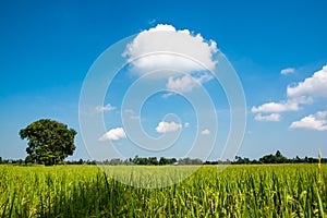 Beautiful blue sky and white cloudy sky background over the organic rice fields in countryside landscape of Thailand.