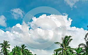 Beautiful blue sky and white cumulus clouds against coconut tree in happy and chill out day. While away time on tropical summer