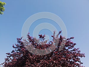 Beautiful blue sky whithout clouds and green trees looking up