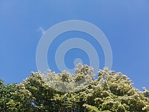 Beautiful blue sky whithout clouds and red trees looking up. Trees over blue sky. Belgrade, Serbia.