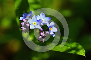 Beautiful blue small flowers - forget-me-not flower. Spring colorful nature background. (Myosotis sylvatica)