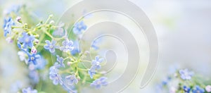 Beautiful blue spring banner with flowers