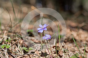 Beautiful blue spring flower in forest. Nature reviving, plants blooming.