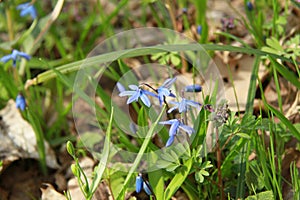 Beautiful blue spring flowers bluebell
