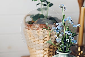 Beautiful blue spring little flowers on rustic background in room. Delicate myosotis petals, forget me not. Simple countryside