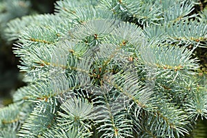 Beautiful blue spruce tree brach.