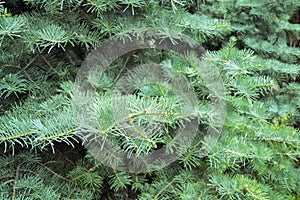 Beautiful blue spruce tree brach. Close up