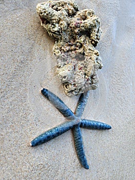 beautiful blue starfish in wonderful beach of papua