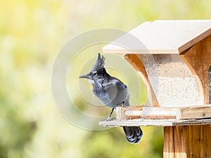Beautiful Blue Steller`s Jay Cyanocitta stelleri with a Large Black Crest at a Platform Feeder in the Mountains of Colorado