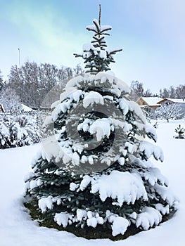 Beautiful blue symmetrical spruce covered with the first fluffy snow in the nature