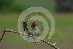 Beautiful blue tailed bee eater flying