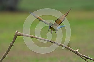 Beautiful blue tailed bee eater flying