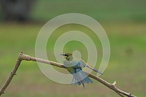 Beautiful blue tailed bee eater flying