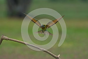 Beautiful blue tailed bee eater flying
