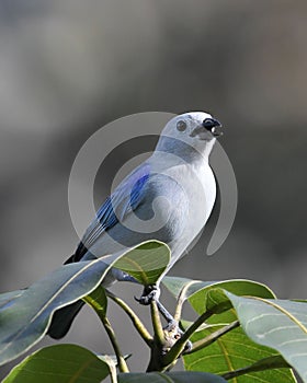 Beautiful blue tanager bird perched atop a wooden tree branch