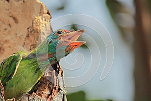 A beautiful blue throated barbet chick psilopogon asiaticus or megalaima asiatica chirping from its nest