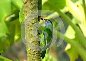 The beautiful blue throated barbiet.