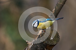 A beautiful blue tit or Cyanistes caerulaeus sitting on a branch.