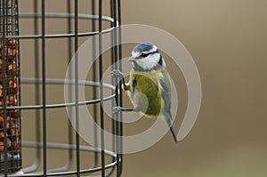 A beautiful Blue Tit, Cyanistes caeruleus, perching on a Squirrel proof peanut feeder.