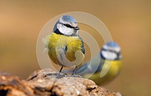 Beautiful blue tit Parus caeruleus