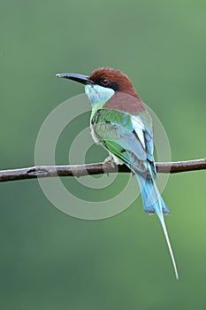 Beautiful blue to green with red head and long pin tail in rainny season in Thailand, blue-throated bee-eater