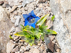 Beautiful blue trumpet of wild gentiana flower on rocky ground