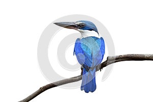 Krásny modrý a tyrkysový vták hřadování na tenký vetva zobrazené jeho pokuta perie izolované na bielom pozadí 
