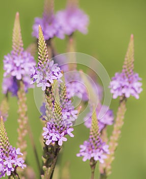 Beautiful Blue Vervain in soft focus