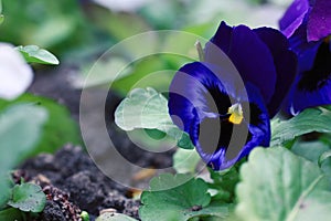 Beautiful blue viola, pansies grow in  flower bed