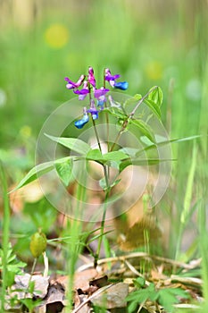 Beautiful blue-violet flower in a forest on a green natural background. Spring Pea Lathyrus vernus