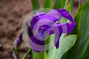 beautiful blue, violet iris flower in the meadow, floral background of delicate flowers, macro photography