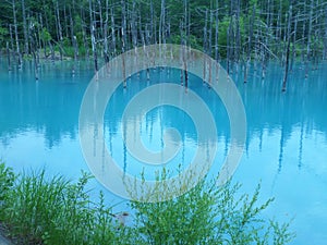 Beautiful blue water of Shirogane Aoi Ike or Blue Pond in Biei, Hokkaido