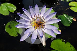 Beautiful blue waterlily or lotus flower in pond.