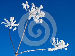 Beautiful blue and white background of winter with the branches of the plant is covered with hoarfrost.
