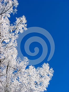 Beautiful blue and white background of winter with the branches of the tree is covered with hoarfrost