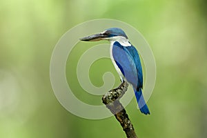 Beautiful blue and white bird with large beaks perching on wood