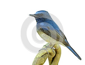 blue and white bird lonely perching on the branch isolated on white background, Hainan blue flycatcher Cyornis hainanus