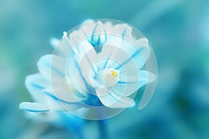 Beautiful blue and white little flower. The concept of flowering, spring, summer,