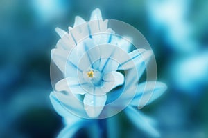 Beautiful blue and white little flower. The concept of flowering, spring, summer,