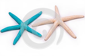 Beautiful blue and white sea star ,star fish isolated