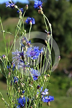 Beautiful blue wild cornflowers blooming on summer meadow