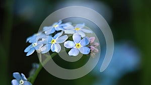 Beautiful blue wild flower.Macro.