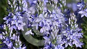 Beautiful blue wild flowers Polygala amara